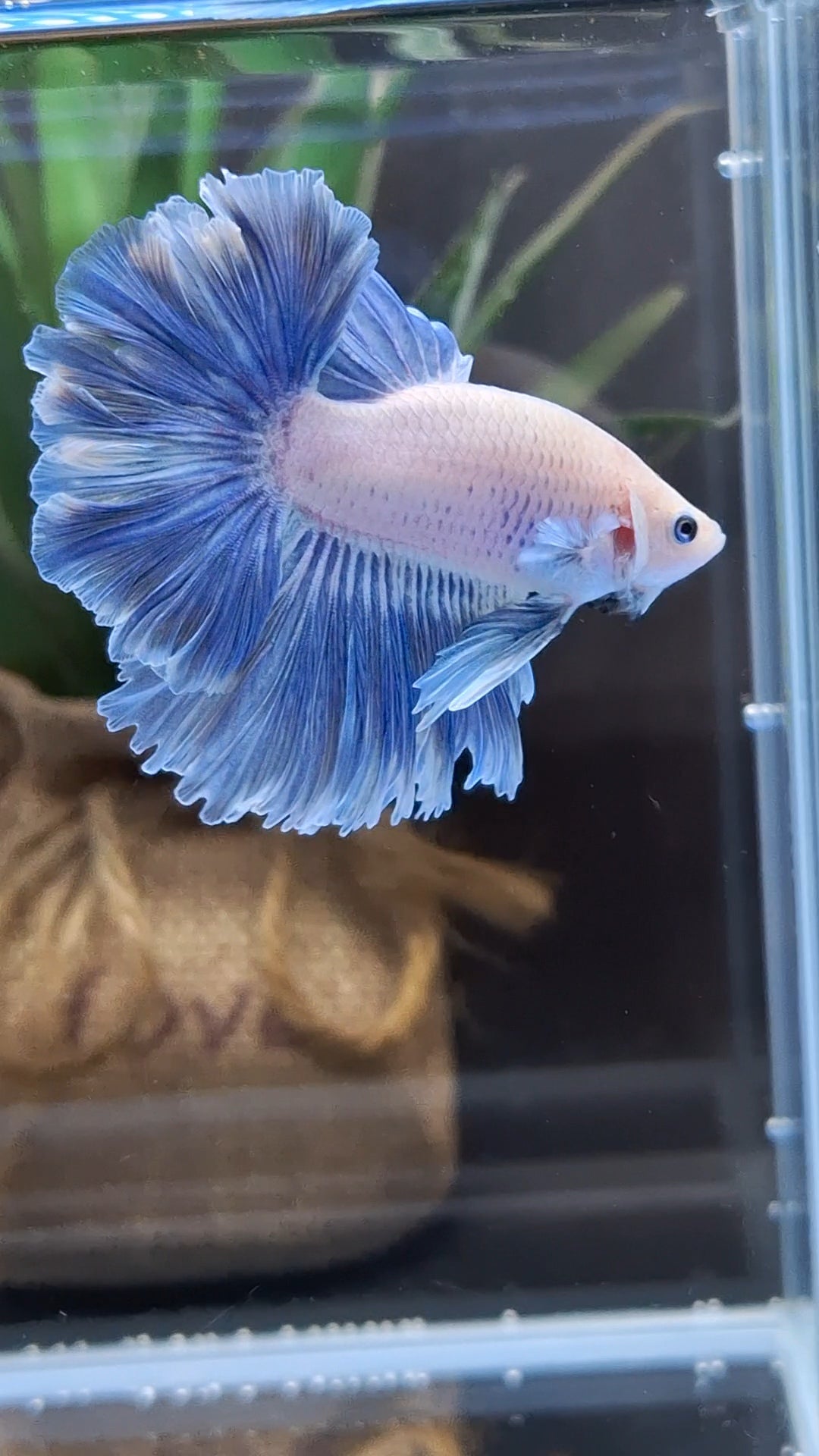 Halfmoon Feathertail Blue Sky Grizzle Betta Fish Male