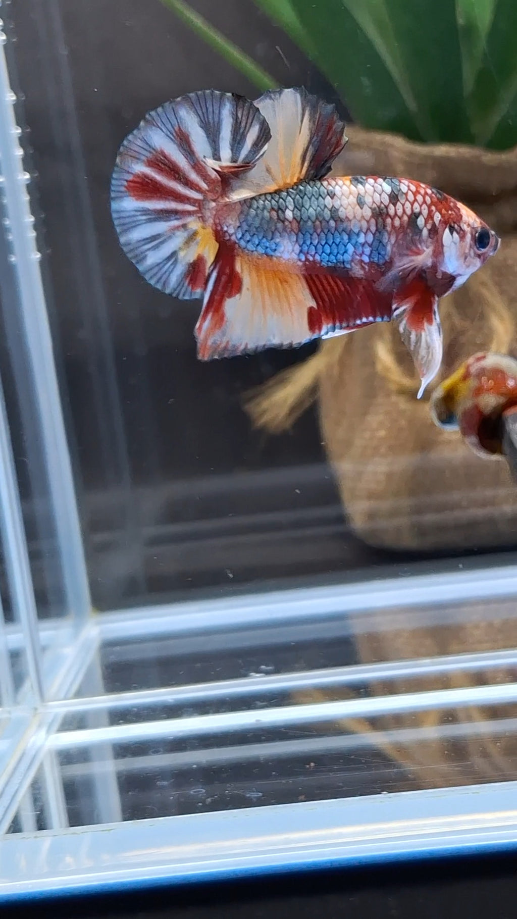 Candy Koi Copper Plakat HMPK Betta Fish Male