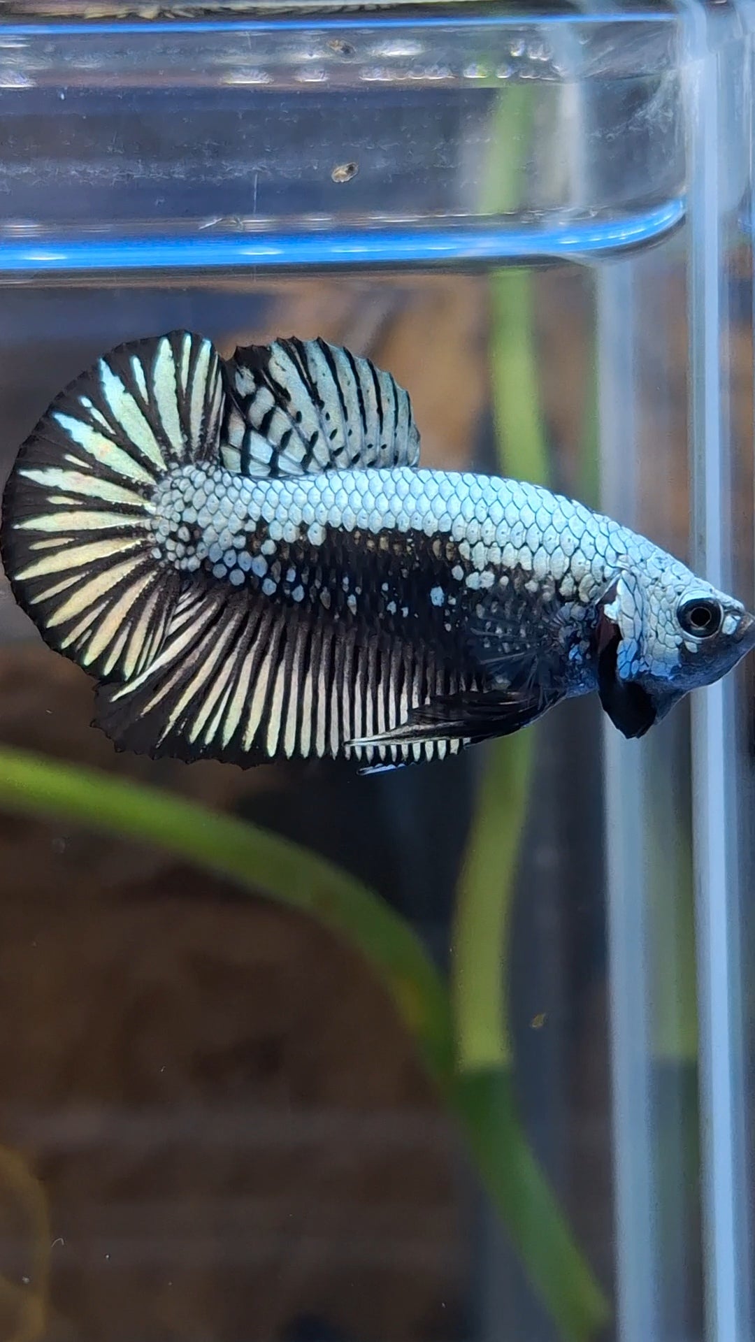 Samurai Plakat HMPK Betta Fish Male