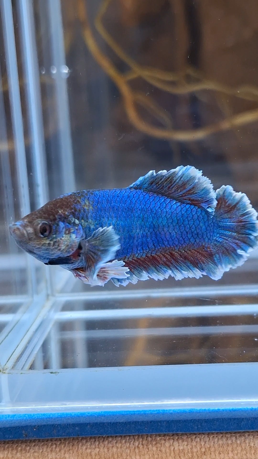 King Feathertail Female Betta Fish For Sorority / Breed