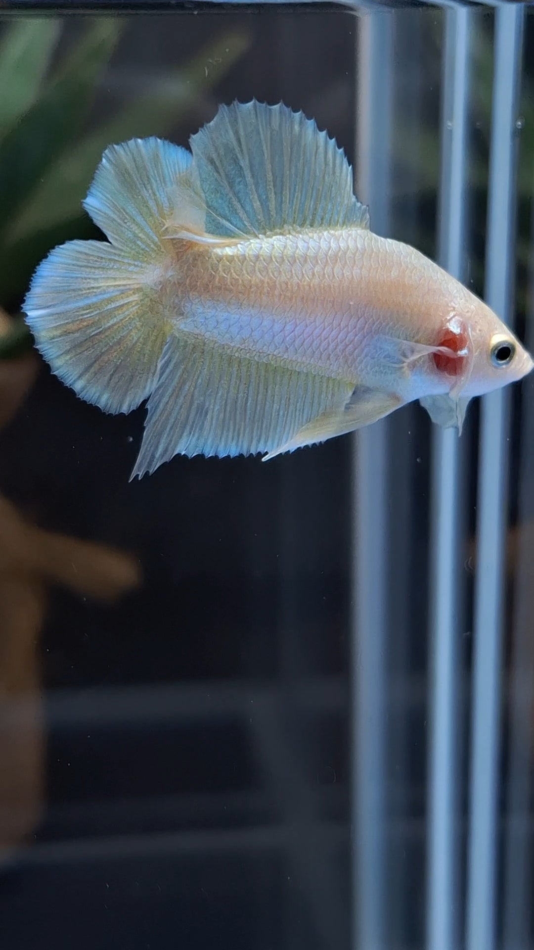 Junior Gold Double Tail Plakat DTPK HMPK Betta Fish Male