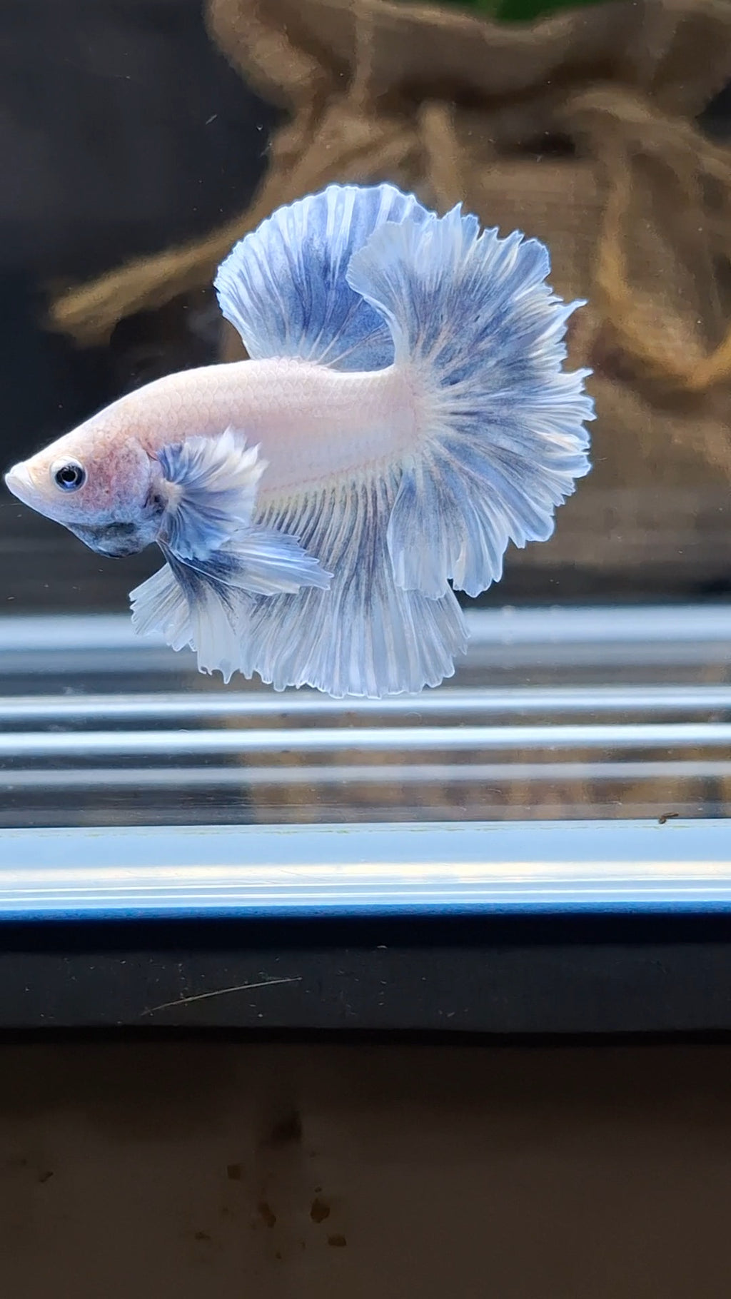 King Feathertail Dumbo Ear Blue Sky Betta Fish