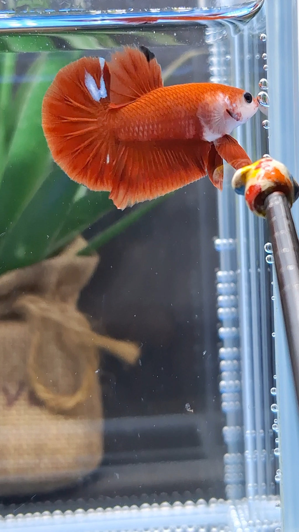 Hellboy Red Monkey Face Plakat HMPK Betta Fish Male