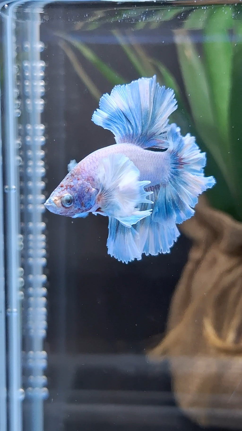 Junior King Feathertail Dumbo Ear Blue Sky Betta Fish Male