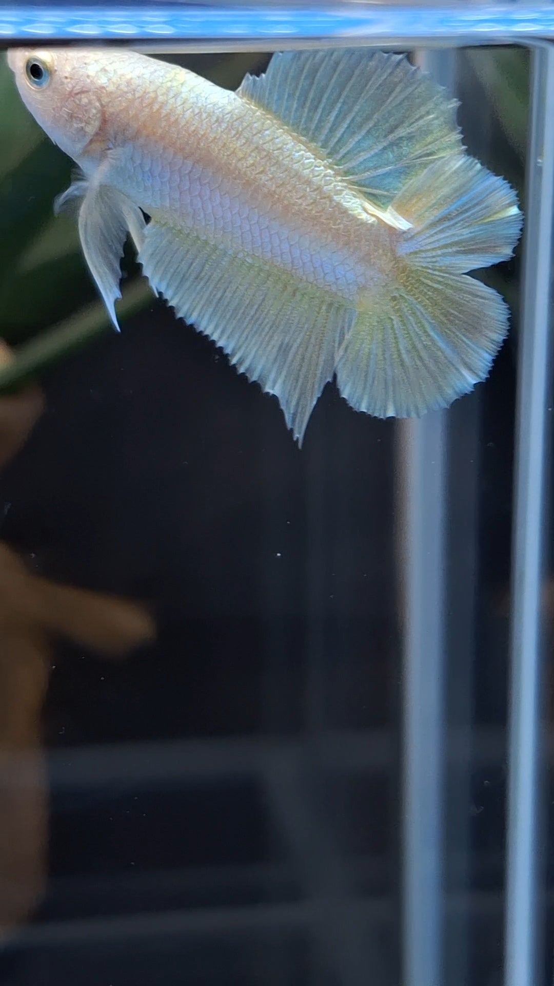 Junior Gold Double Tail Plakat DTPK HMPK Betta Fish Male