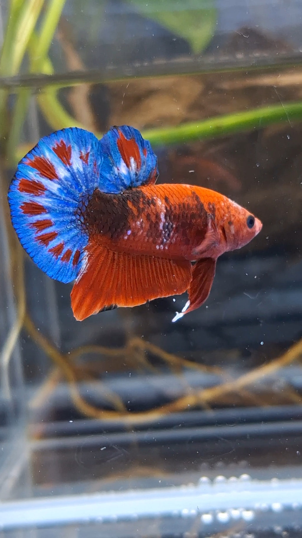 Red Hellboy Bold Fancy Blue Tail Plakat HMPK Betta Fish Male