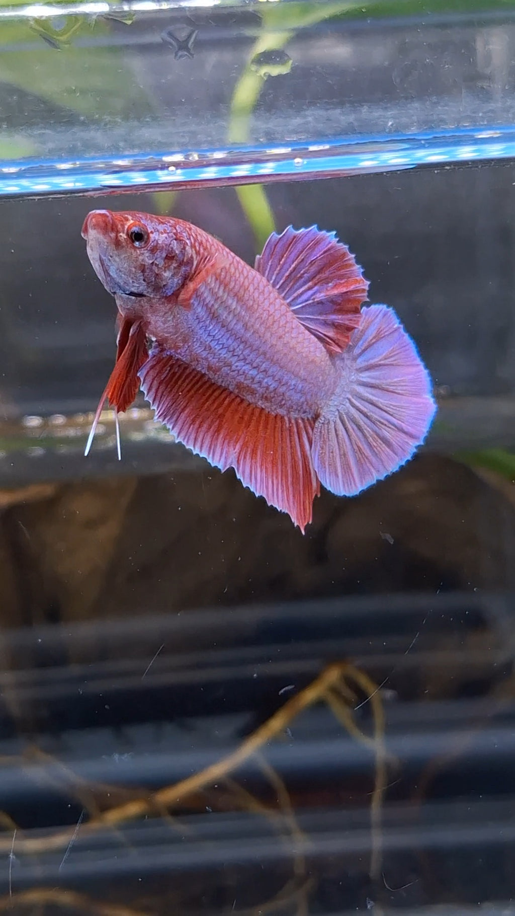 Purple Pink Aurora Rare Plakat HMPK Betta Fish Male