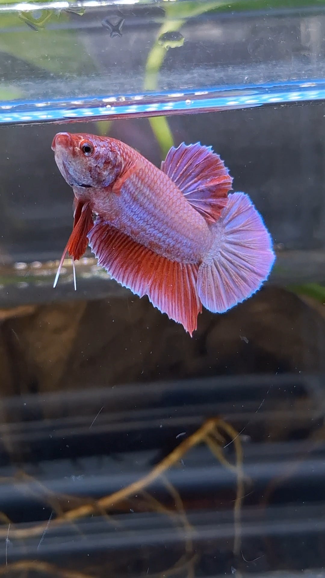 Purple Pink Aurora Rare Plakat HMPK Betta Fish Male