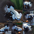 Luxury Shadow Halfmoon Snow Mamba Betta Fish Male