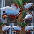Red Dragon Snow HMPK Betta Fish Male