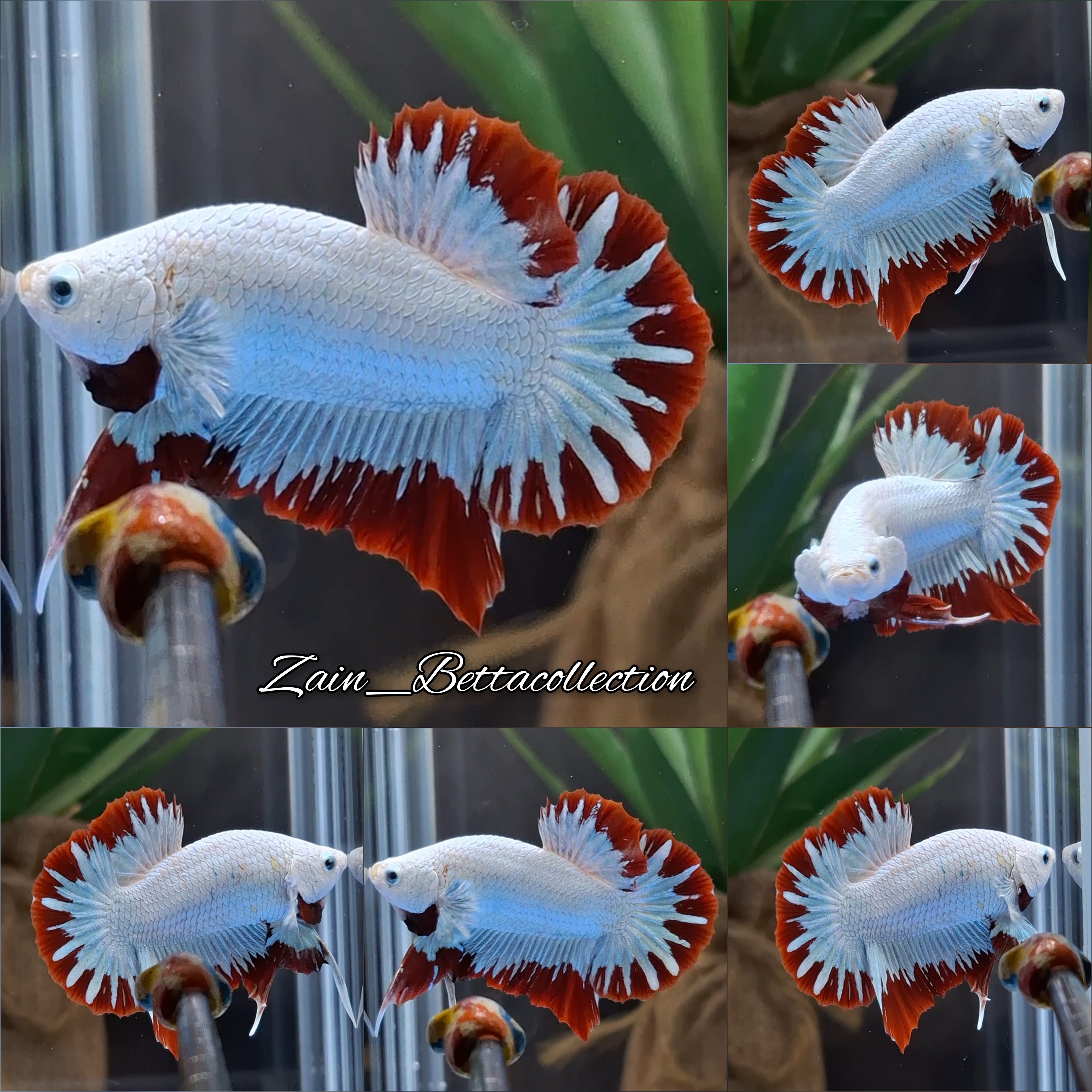 Red Dragon Snow HMPK Betta Fish Male