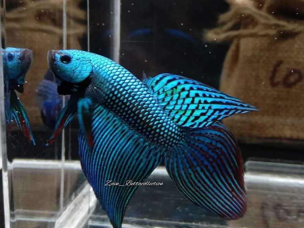 Veiltail Alien Green Rare Wild Betta Hybrid Male