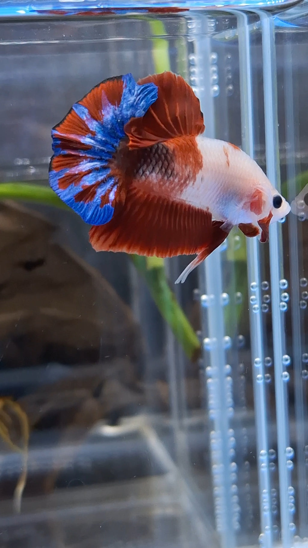 Unique Color AOC Rare Plakat HMPK Betta Fish Male