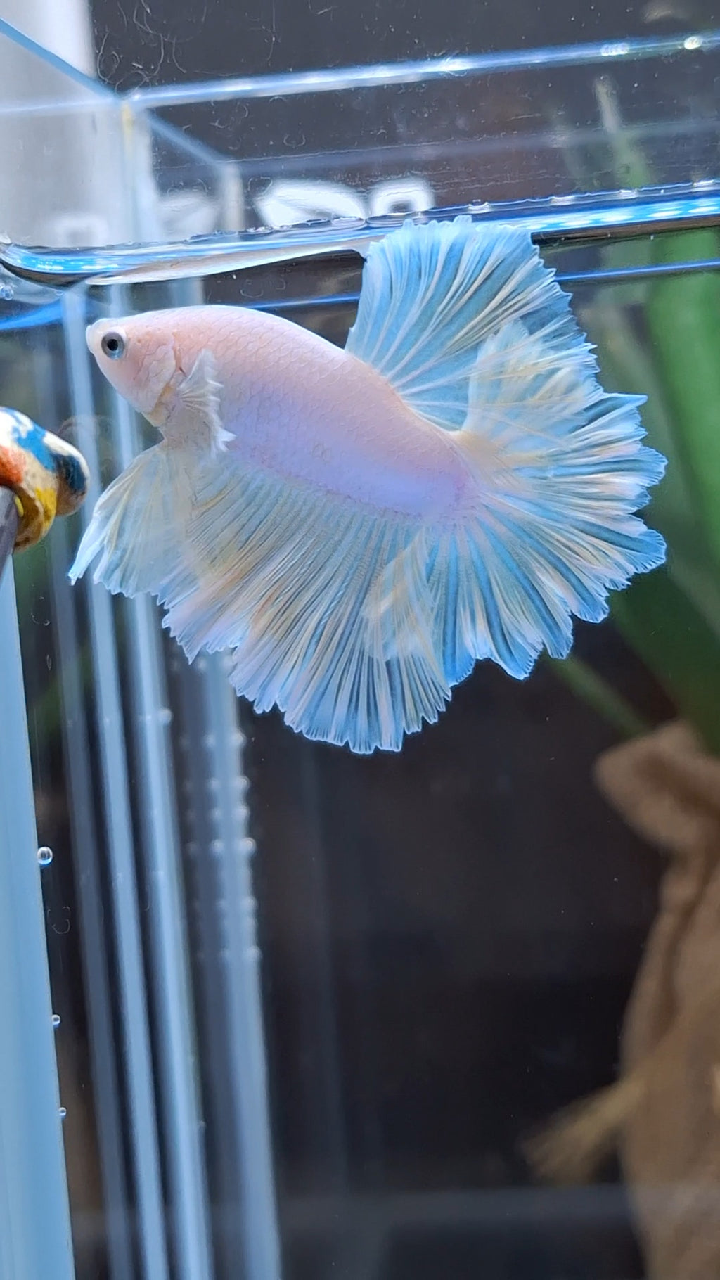 King Feathertail Soft Gold Unicorn Rare Betta Fish Male