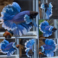 Dumbo Rose Ear Feathertail Blue Butterfly Betta Fish Male