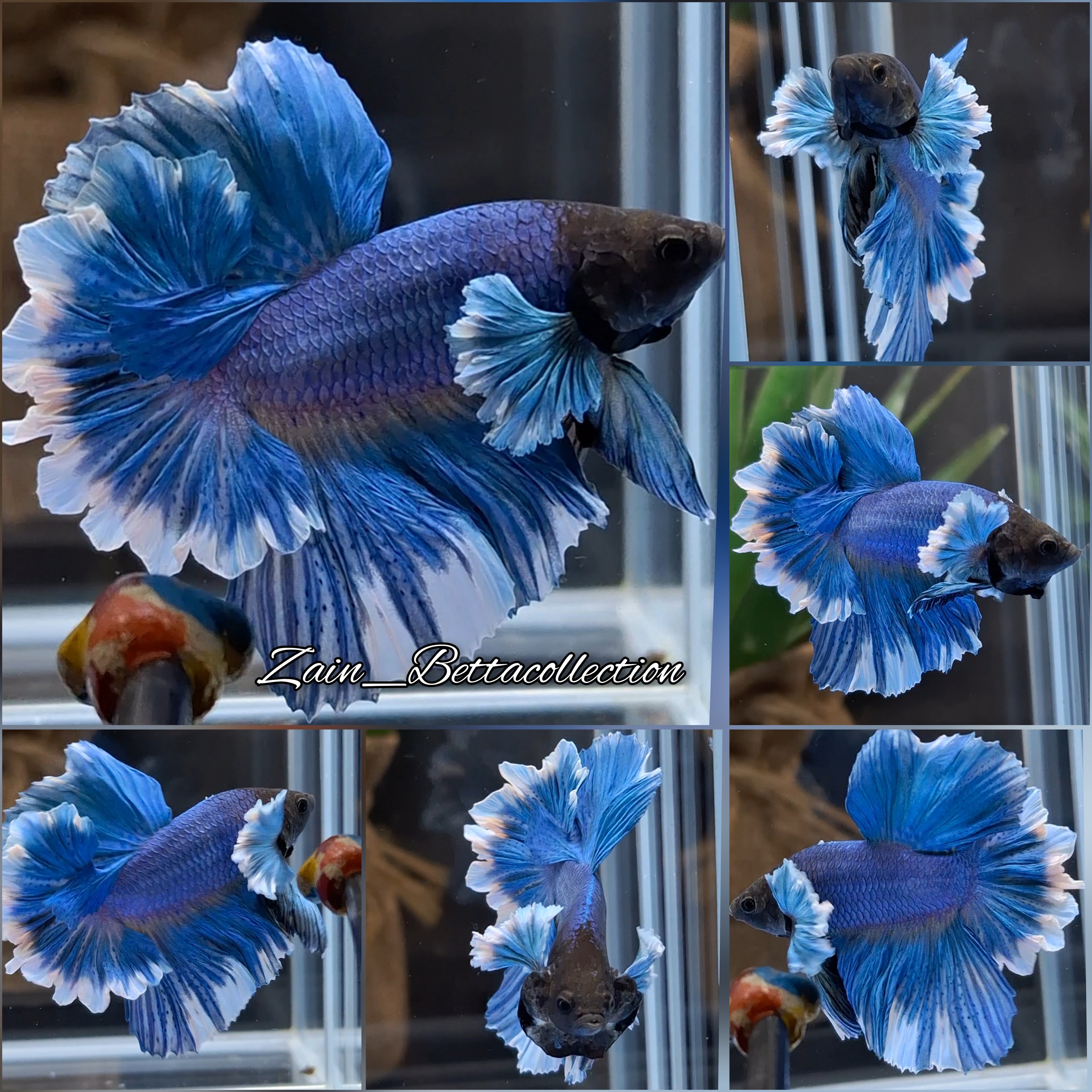 Dumbo Rose Ear Feathertail Blue Butterfly Betta Fish Male