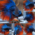 Luxury Double Tail Wild Imbellis Hybrid Rare Betta Fish Male