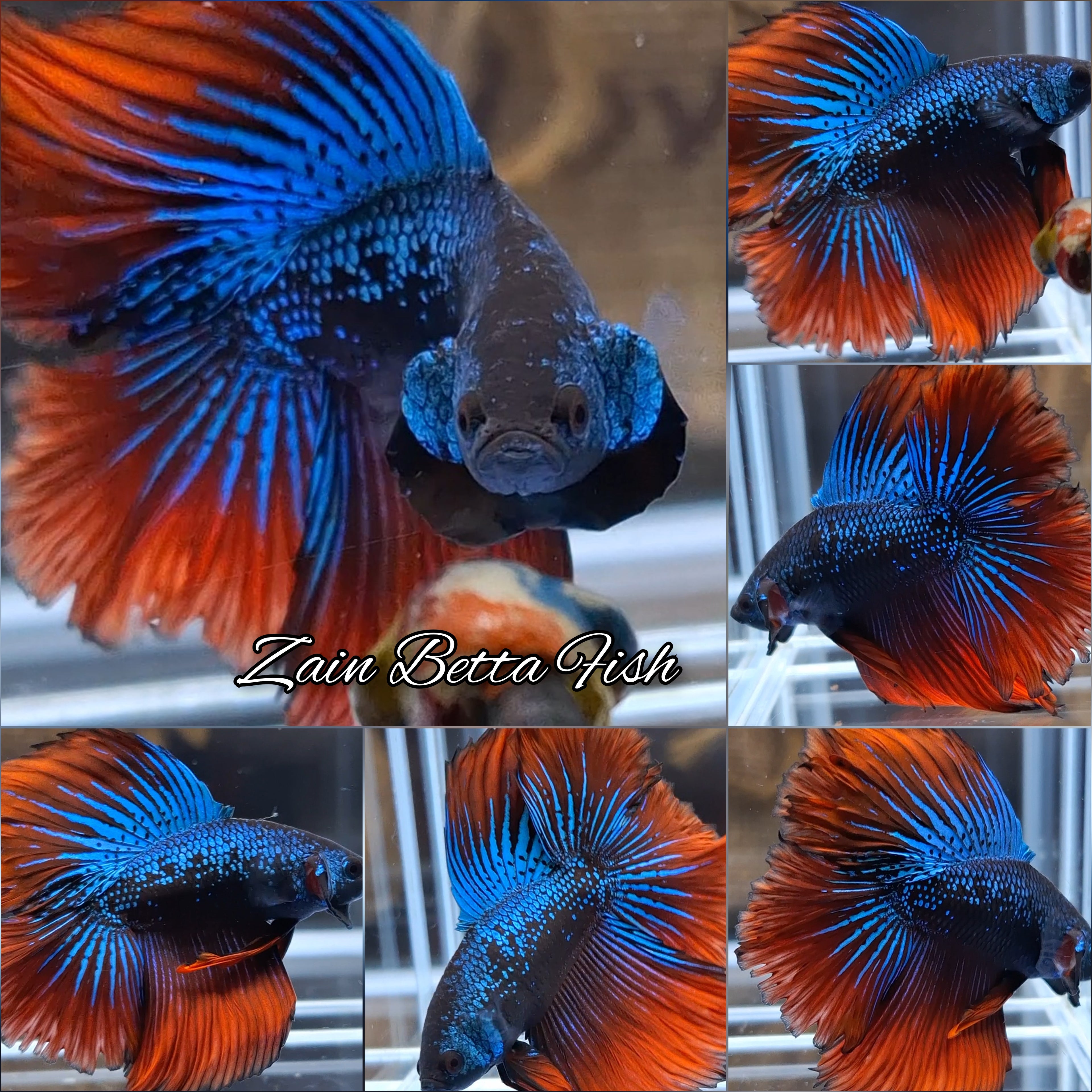 Luxury Double Tail Wild Imbellis Hybrid Rare Betta Fish Male