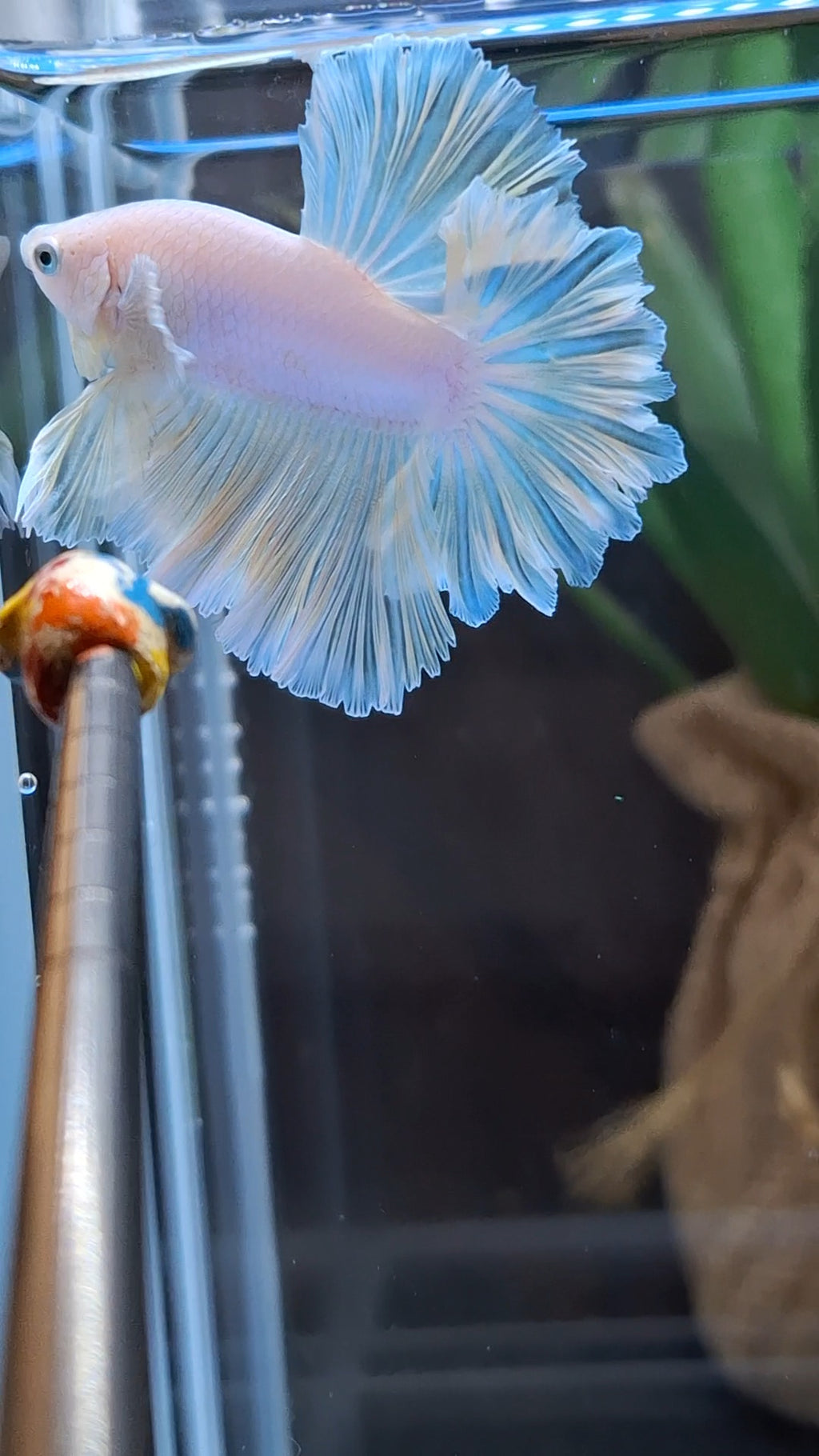 King Feathertail Soft Gold Unicorn Rare Betta Fish Male