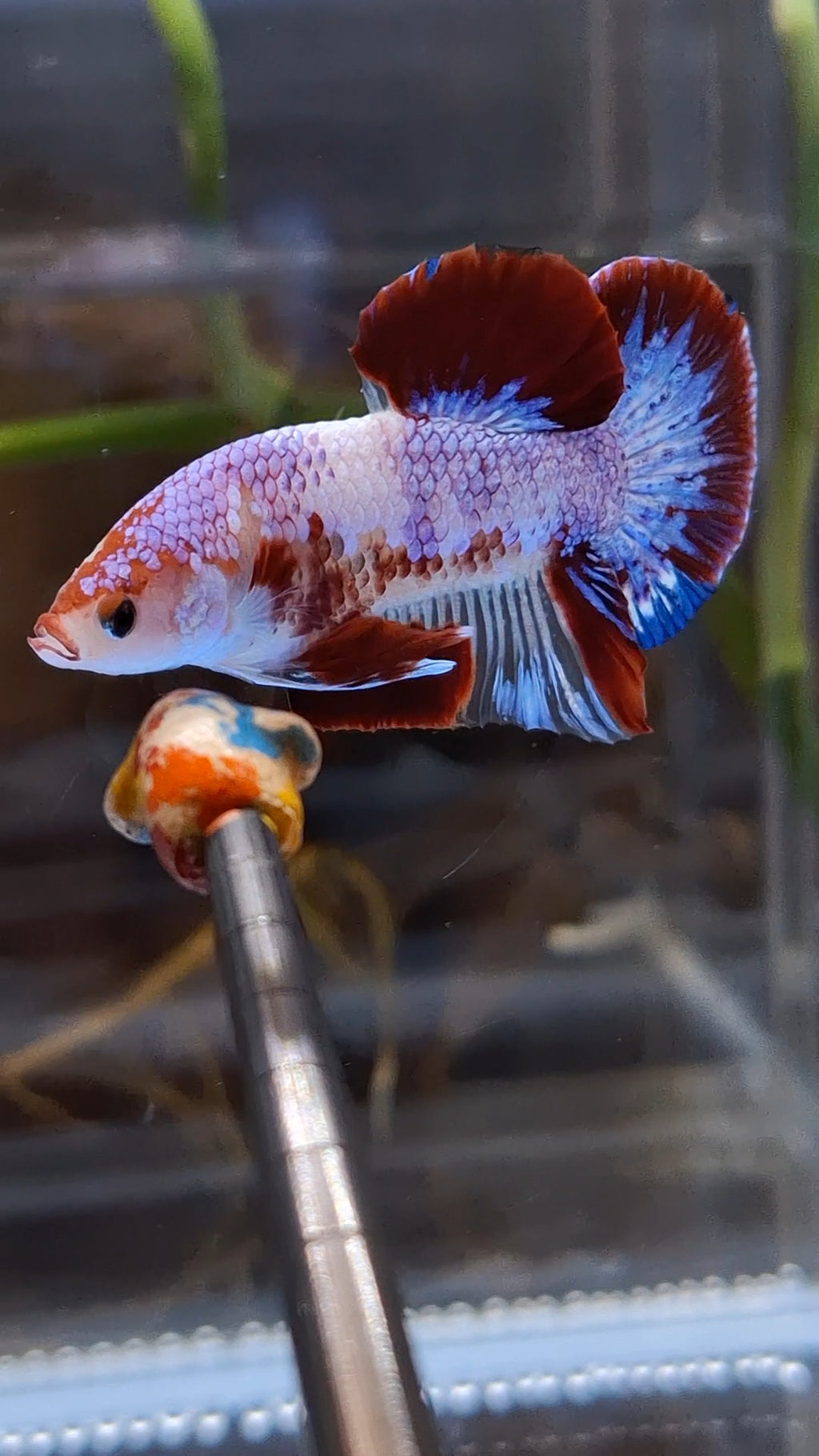 Purple Unique Color AOC Rare Plakat HMPK Betta Fish Male