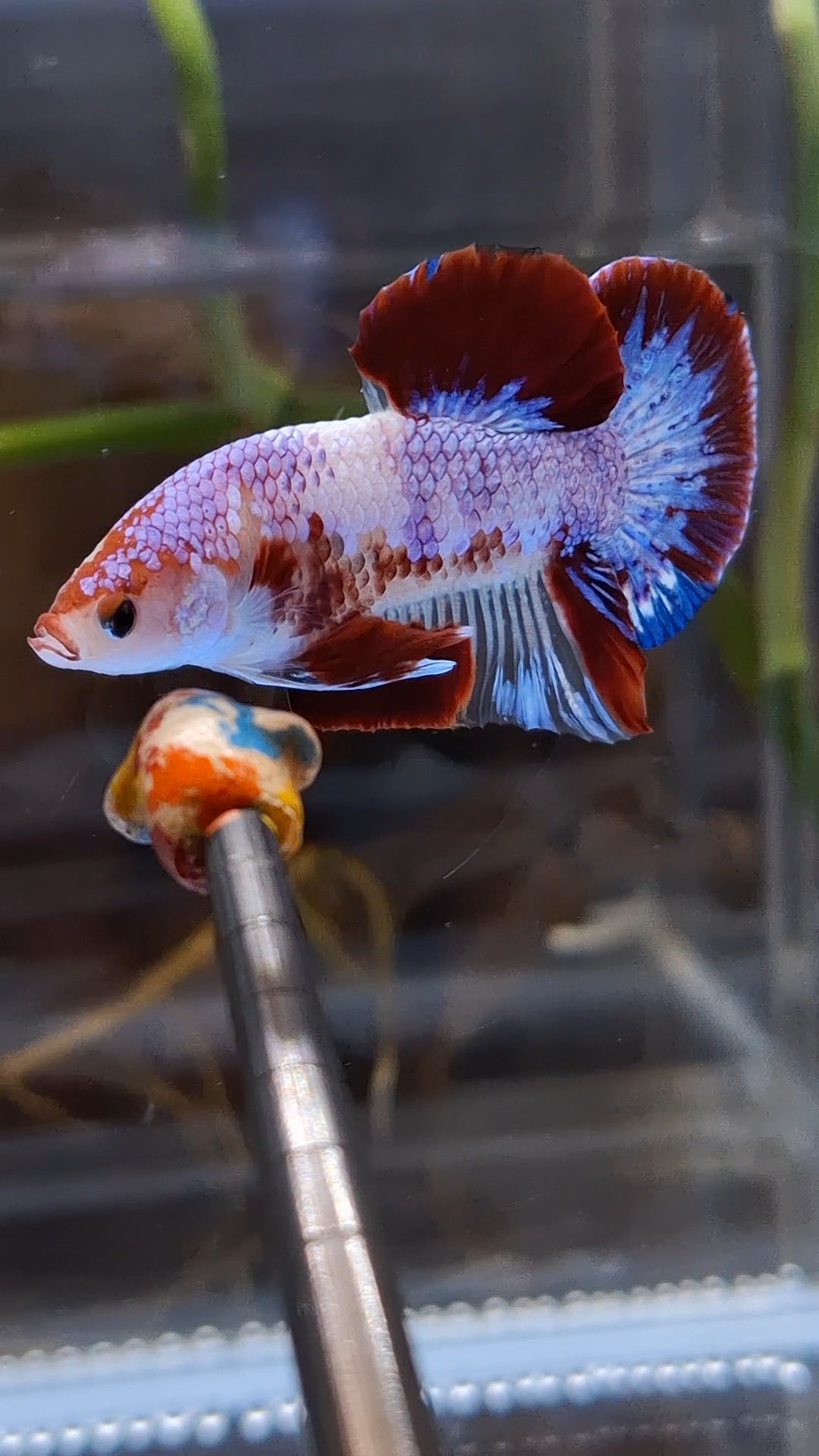 Purple Unique Color AOC Rare Plakat HMPK Betta Fish Male