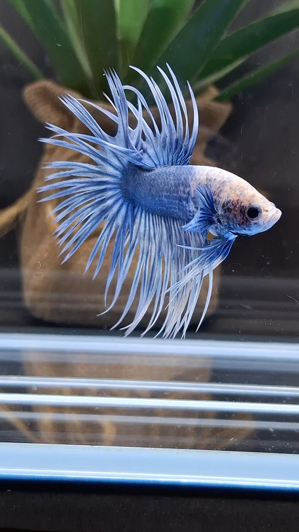 Crowntail Grizzle Betta Fish Male