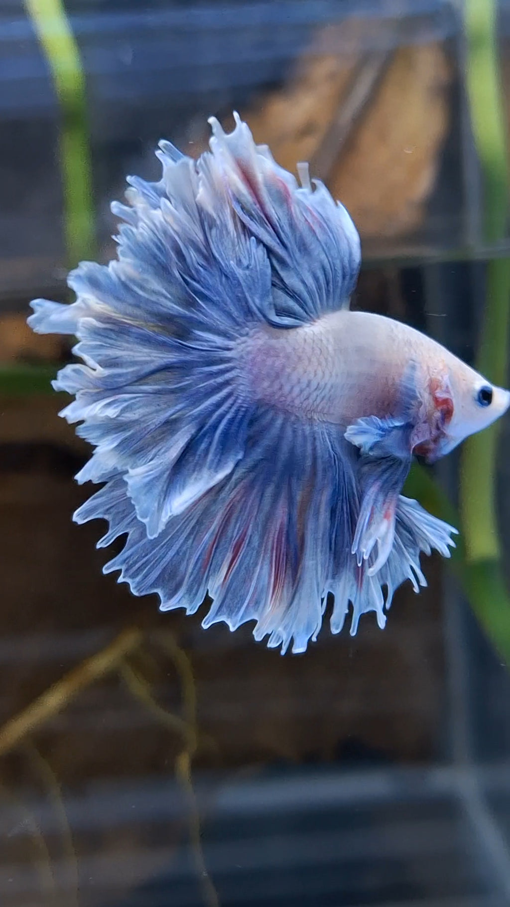 Halfmoon King Feathertail Dumbo Ear Rose Grizzle Purple Wash Betta Fish Male