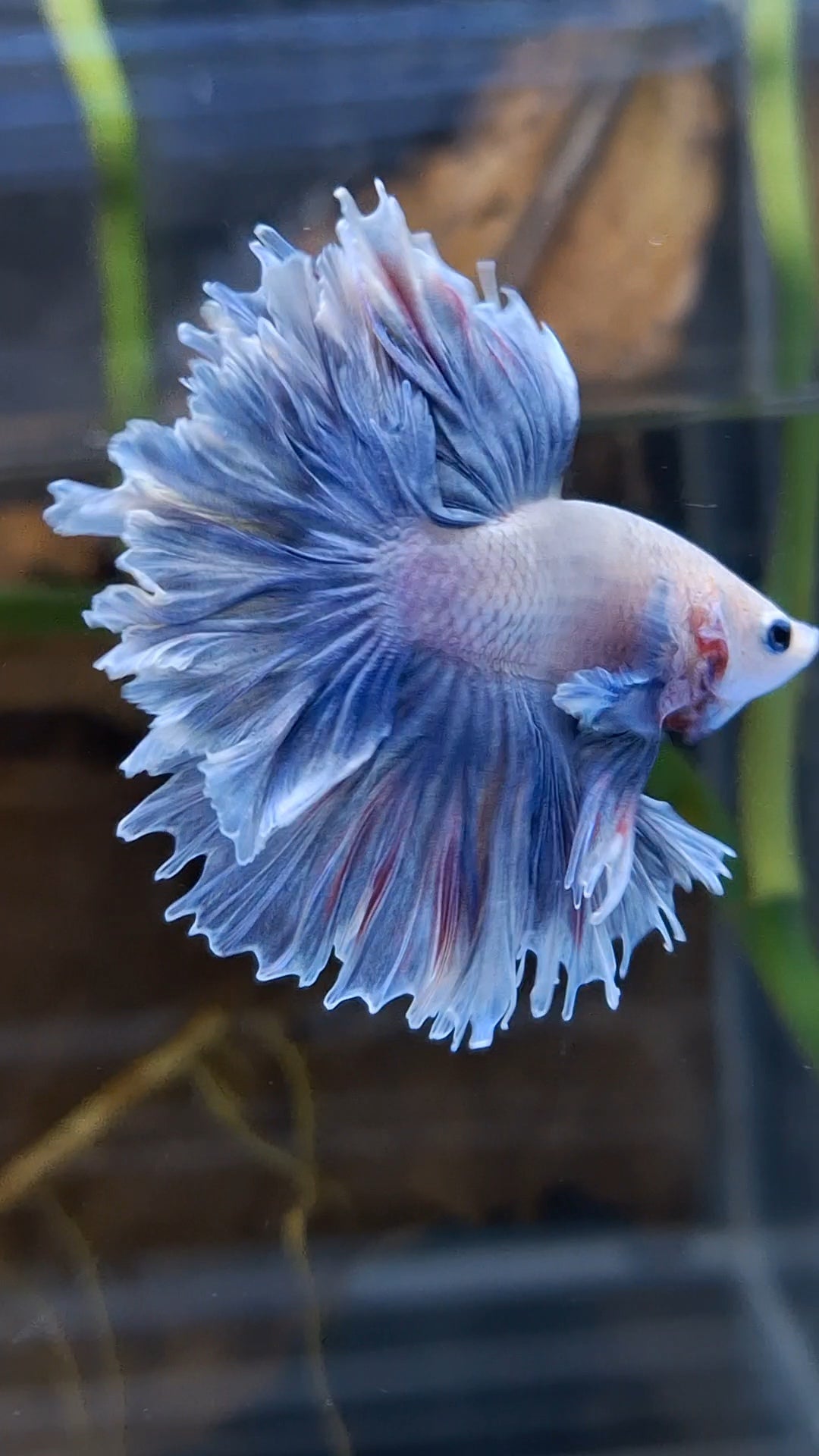 Halfmoon King Feathertail Dumbo Ear Rose Grizzle Purple Wash Betta Fish Male