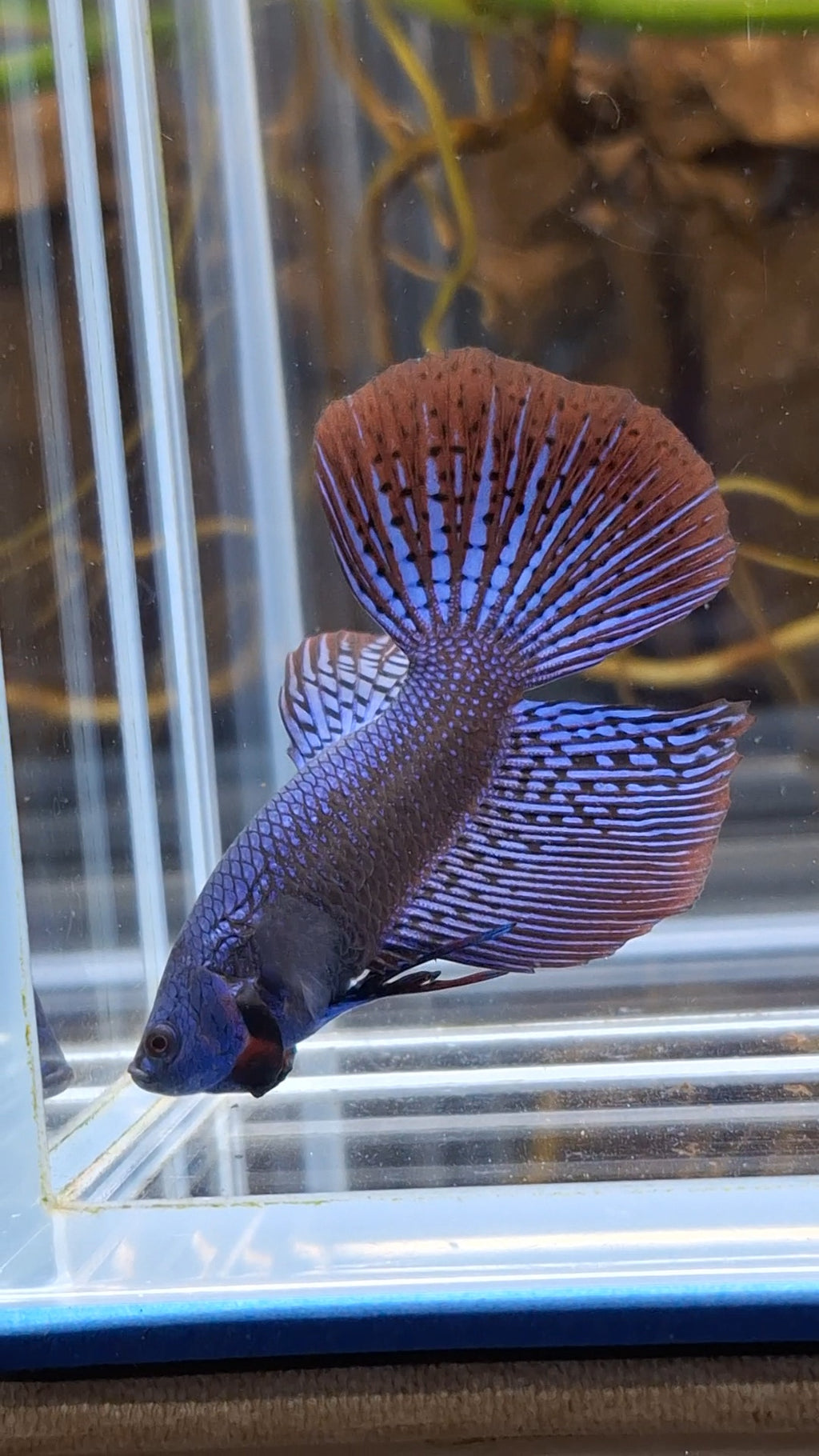 Alien Long Fins Blue Delta Tail Rare Wild Betta Fish Male