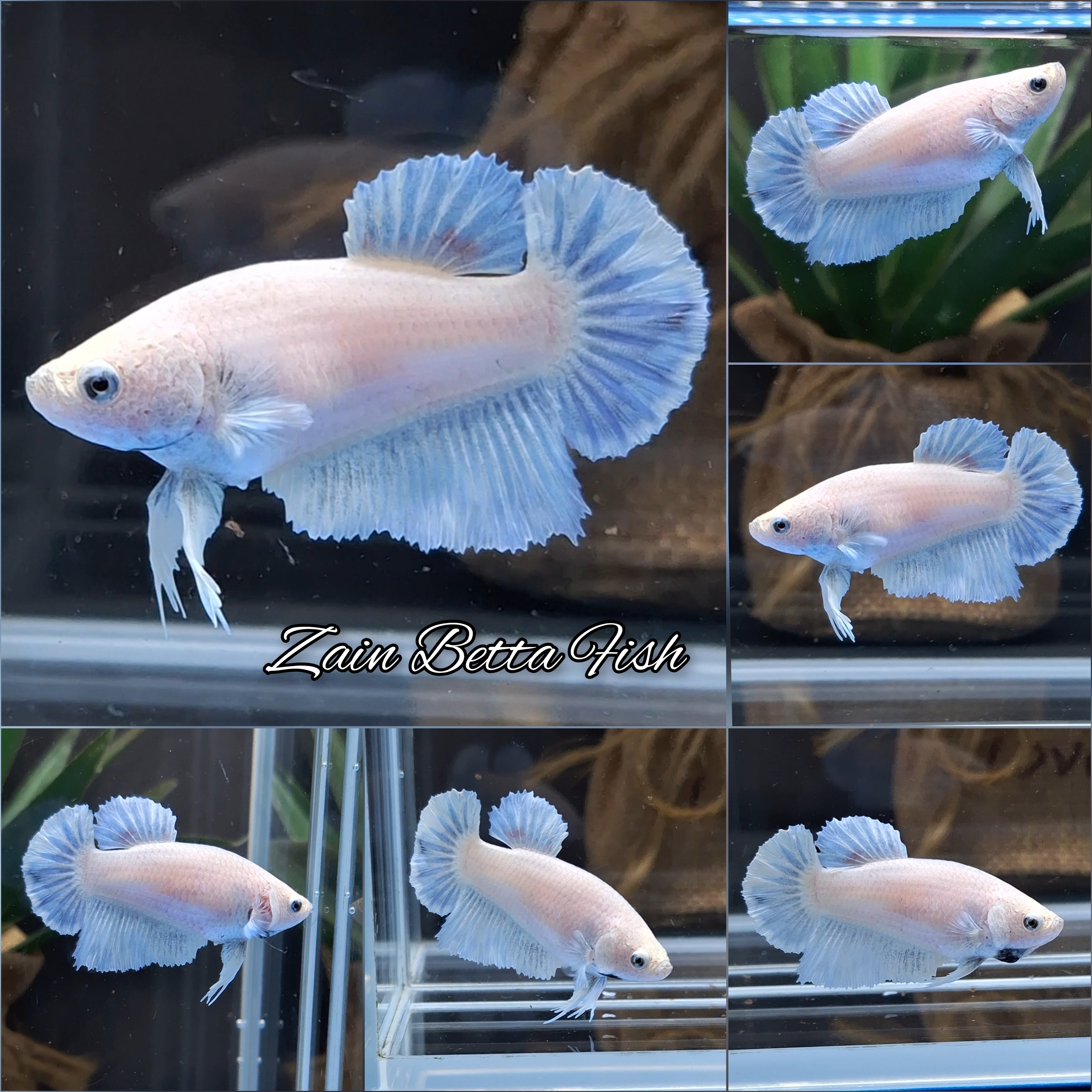 King Feathertail Blue Sky Betta Fish Female