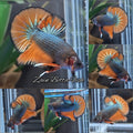 Mustard Gas Orange Dragon Copper HMPK betta Fish Male