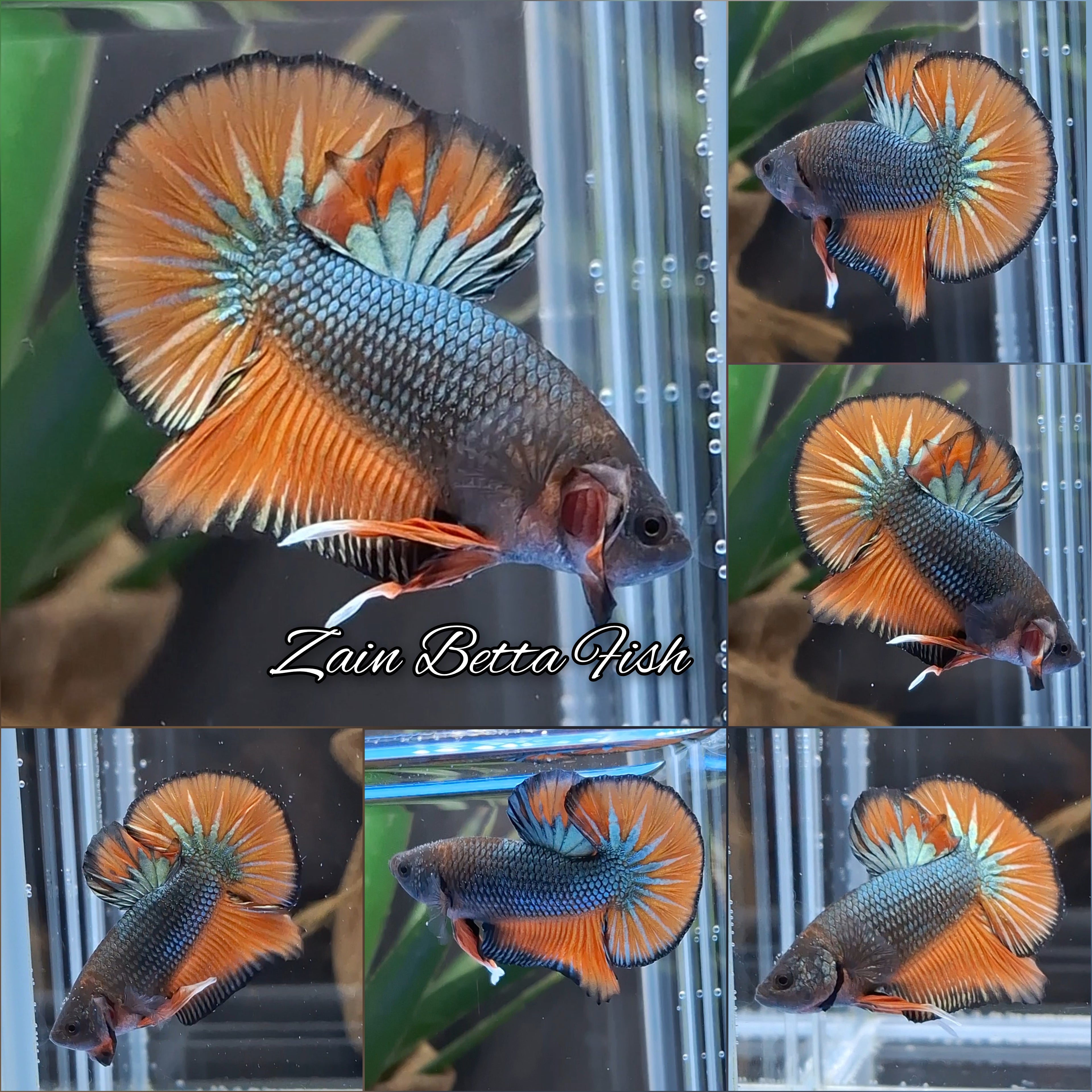 Mustard Gas Orange Dragon Copper HMPK betta Fish Male