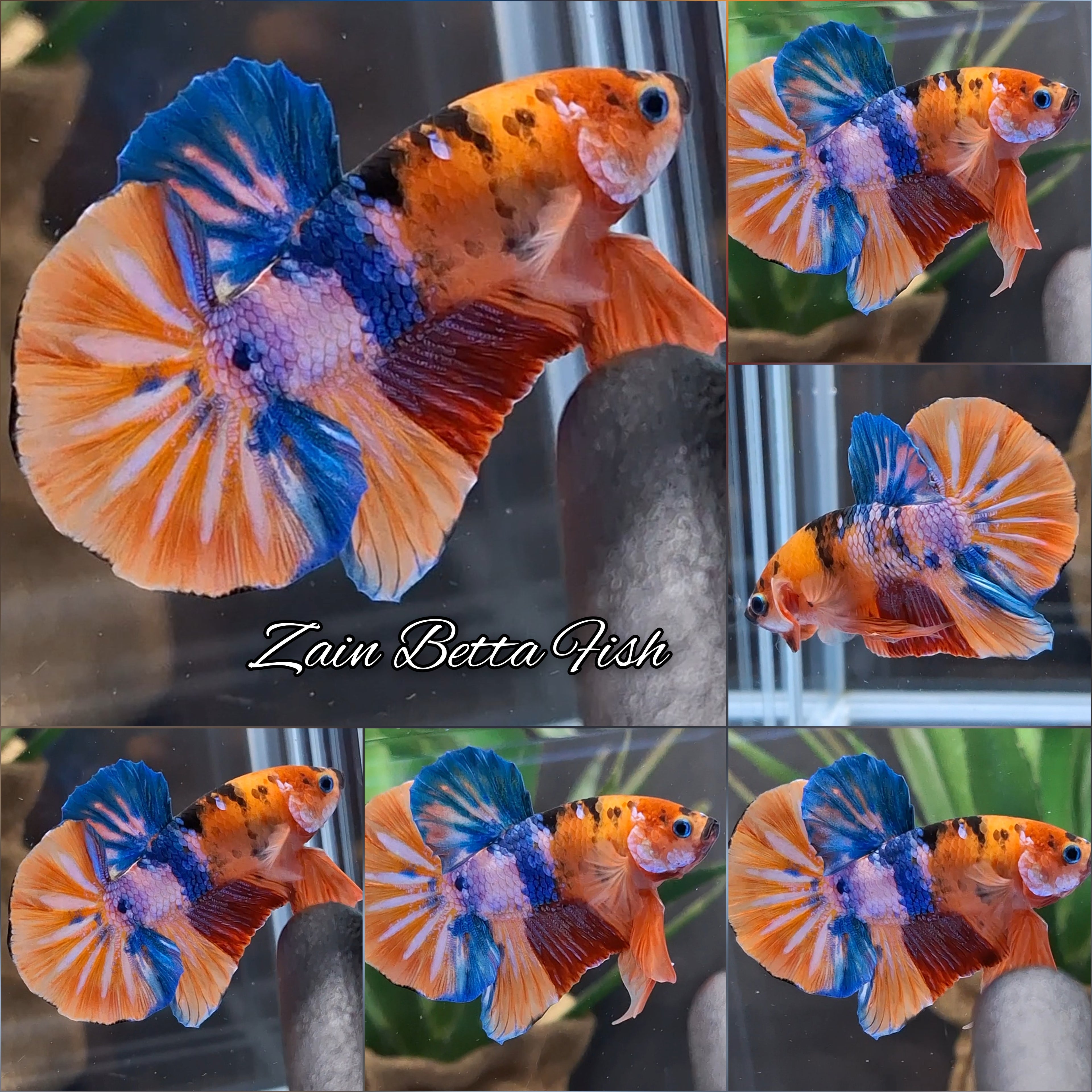 Fancy Candy Koi Orange Base Multicolor HMPK Betta Fish Male
