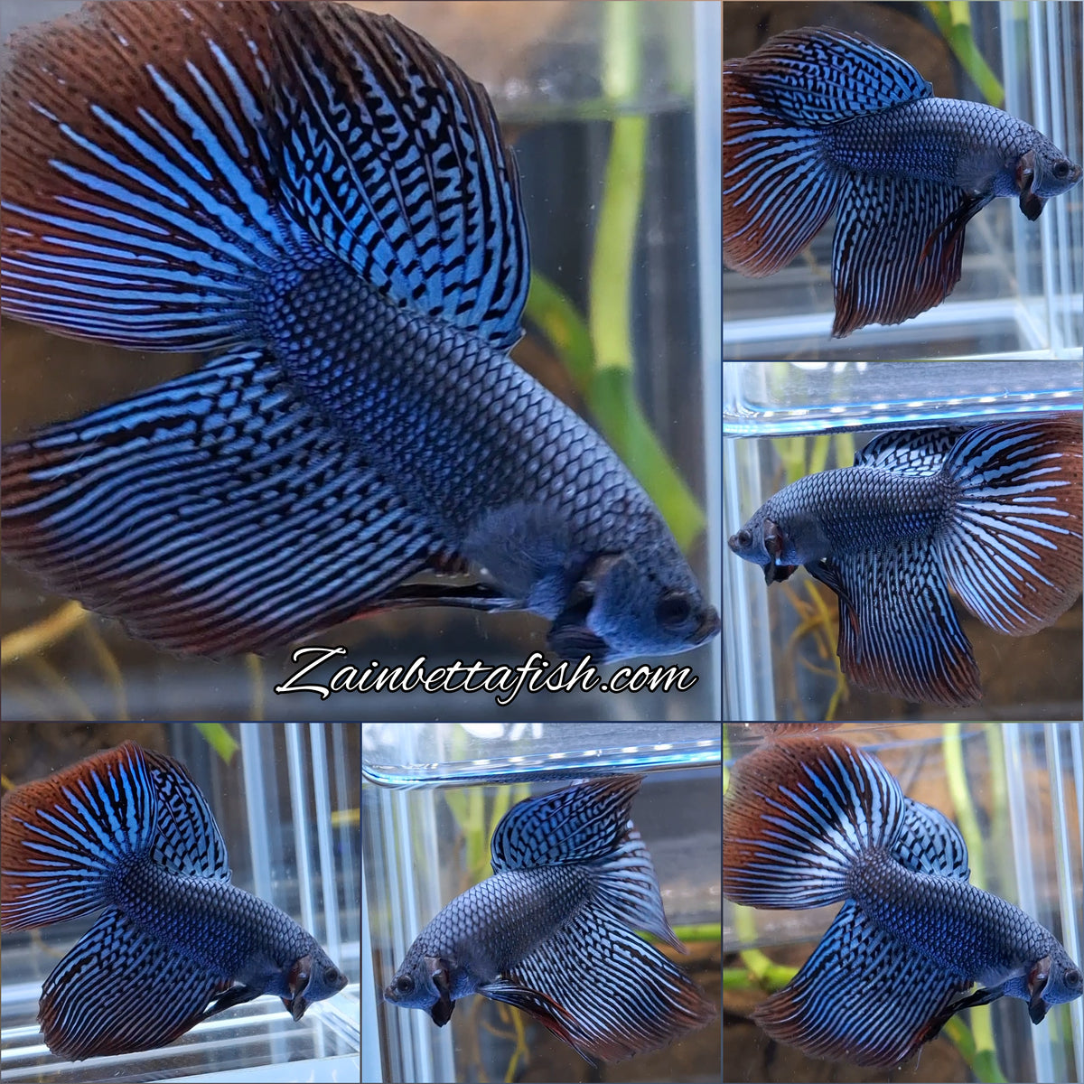 Alien Long Fins Rare Wild Betta Fish Male