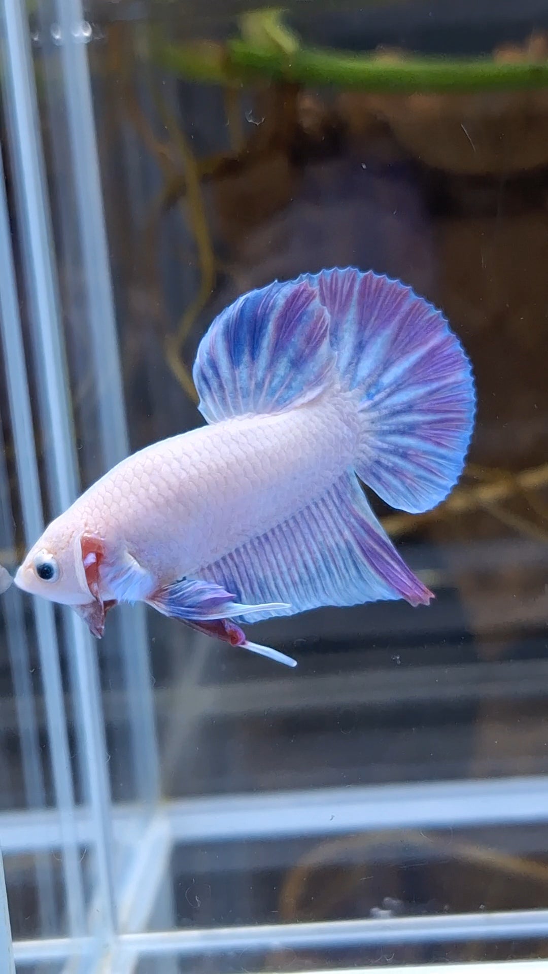 Hologram Aurora Pink Purple Plakat HMPK Rare Betta Fish Male