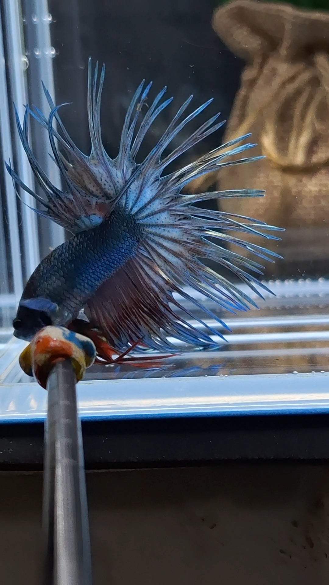 Crowntail Copper Black Head Premium Betta Fish Male