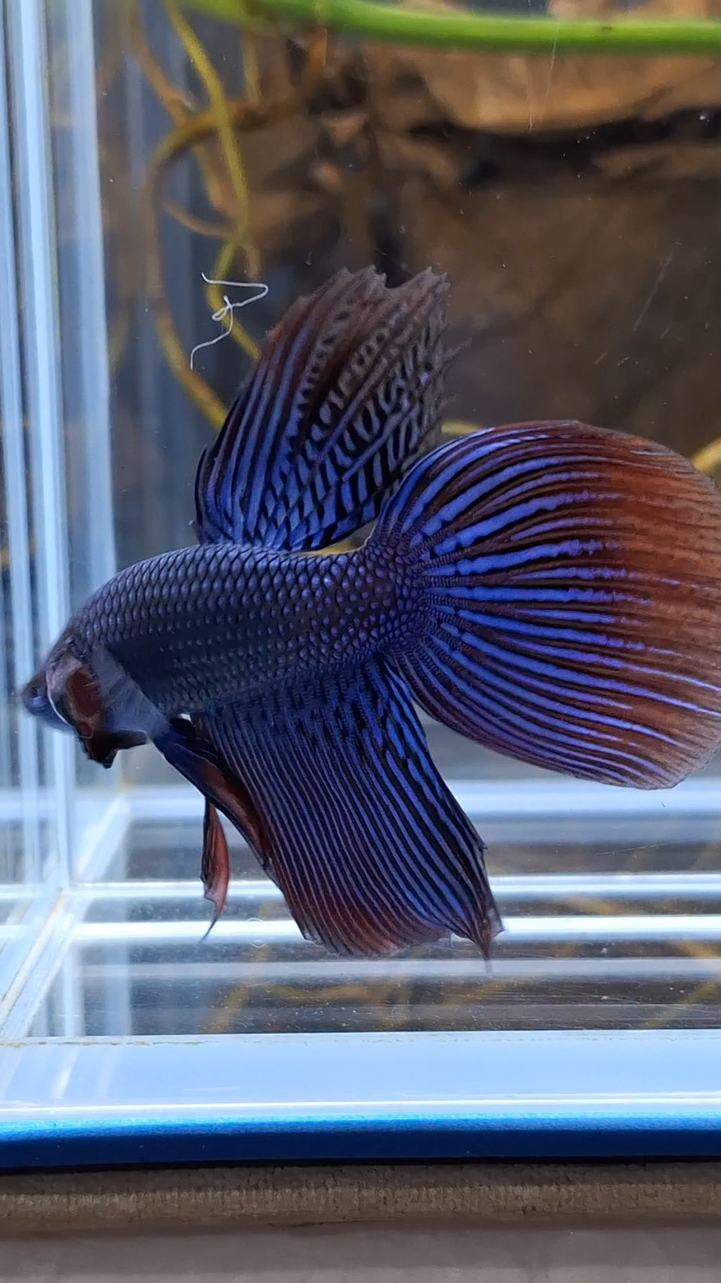 Alien Long Fins Blue Delta Tail Rare Wild Betta Fish Male