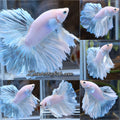 Halfmoon Feathertail White Unicorn Betta Fish Male