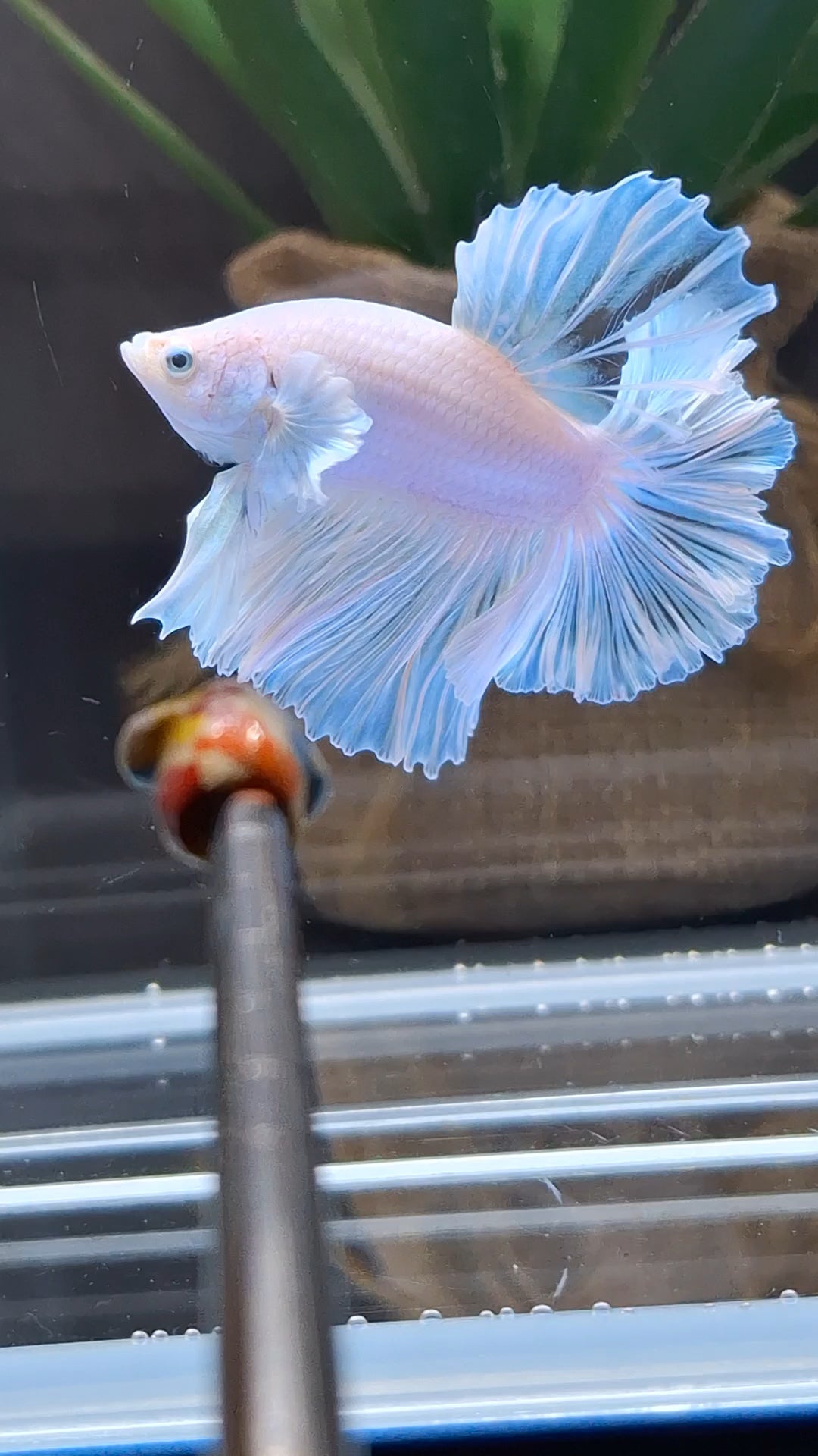 Premium Halfmoon King Feathertail White Unicorn Big Ear Rare Betta Fish Male