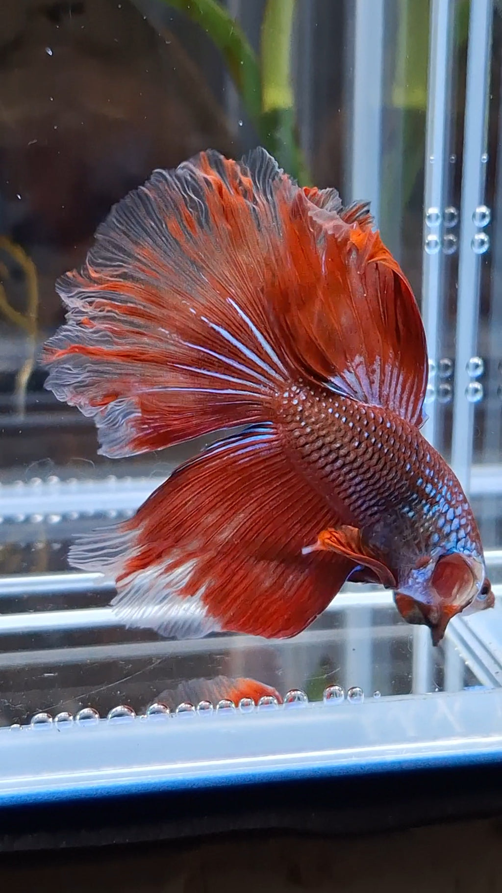 Halfmoon Rosetail Curly Red Imbellis Rare Hybrid Wild Betta Fish Male