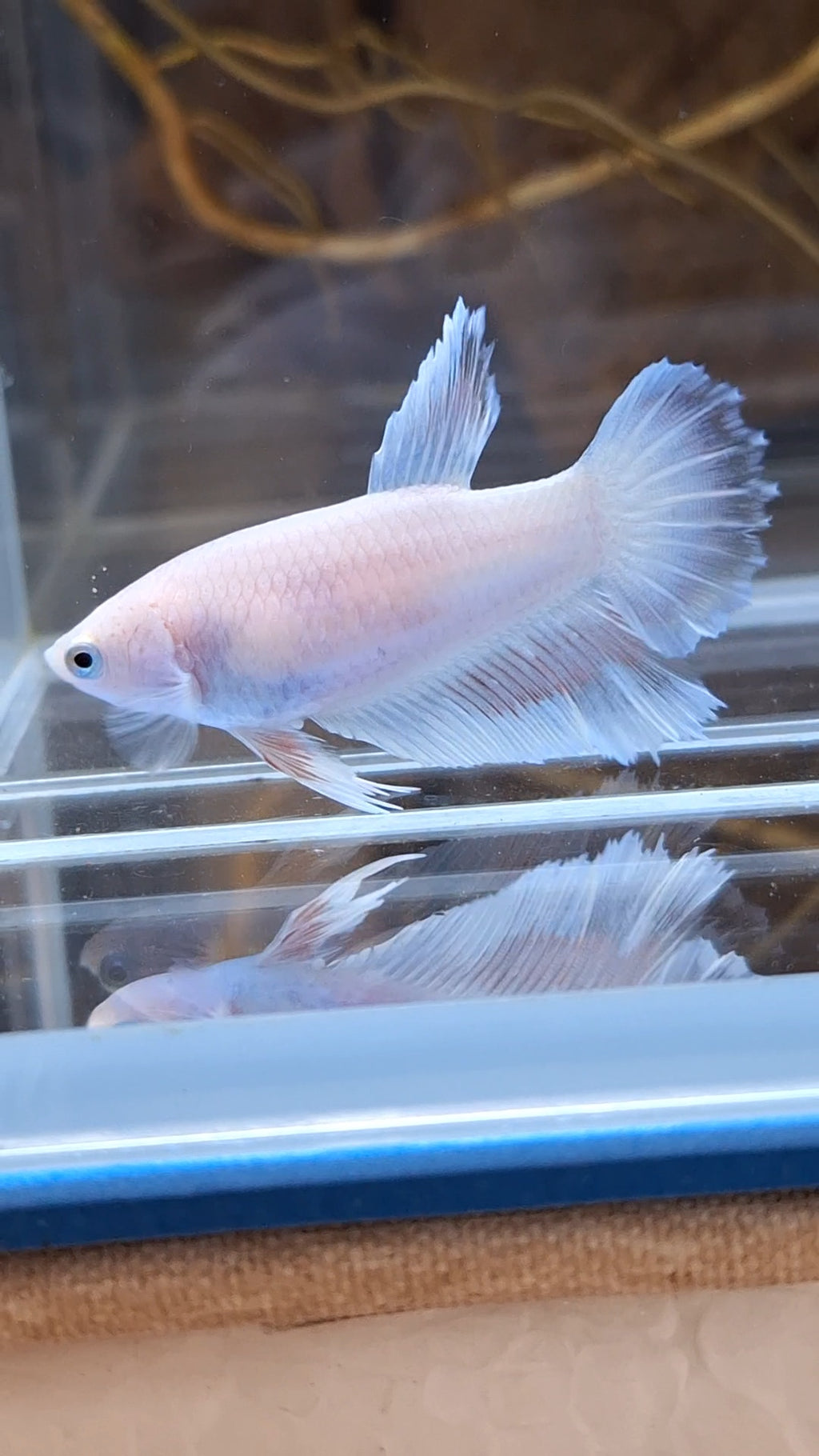 Halfmoon Feathertail Pink Female Betta Fish For Sorority / Breed
