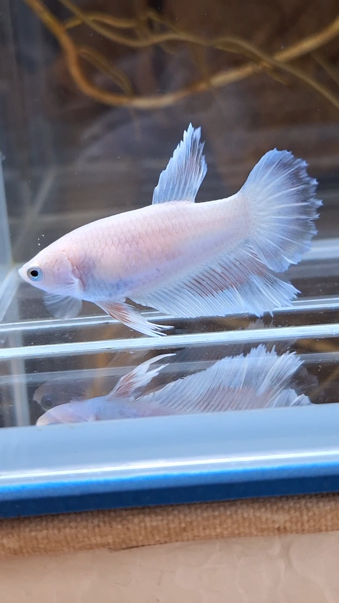 Halfmoon Feathertail Pink Female Betta Fish For Sorority / Breed