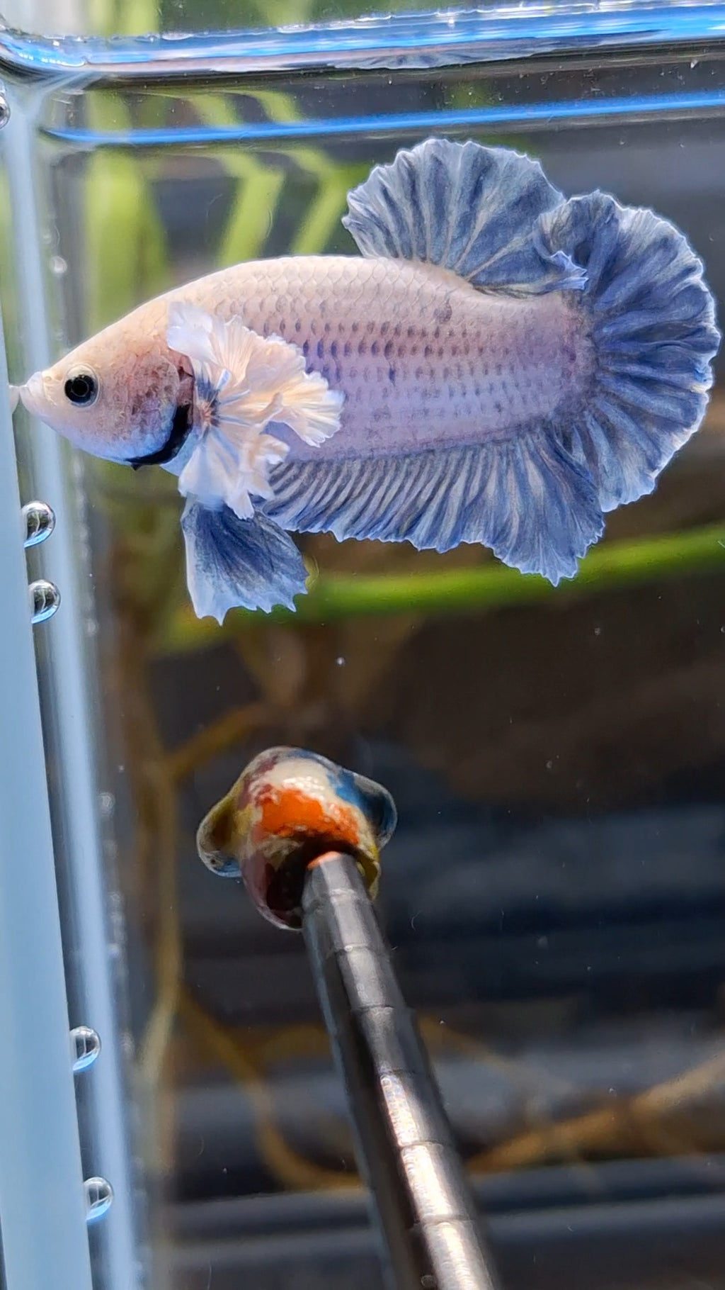 Rose Dumbo Ear Grizzle Plakat Betta Fish Male
