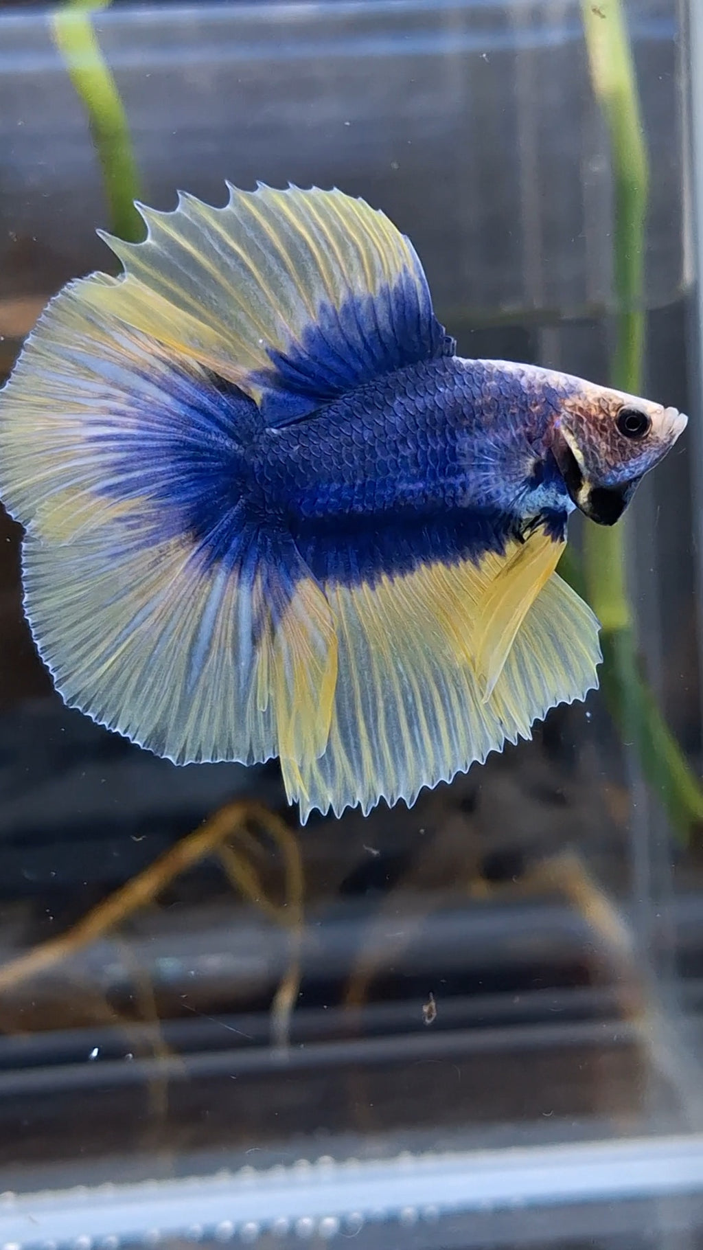 Halfmoon Double Tail Mascot Blue With Yellow Betta Fish Male