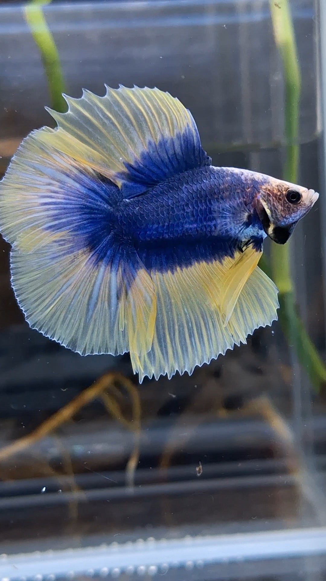 Halfmoon Double Tail Mascot Blue With Yellow Betta Fish Male