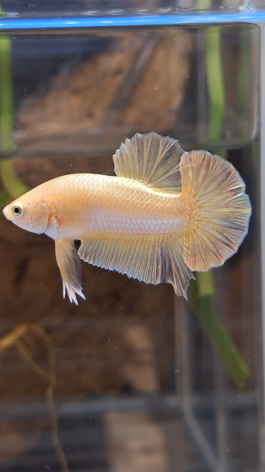 Gold Plakat HMPK Betta Fish Male