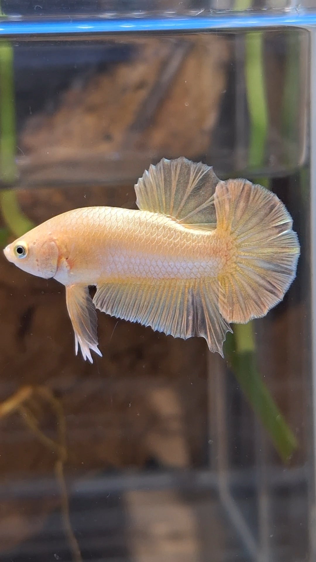 Gold Plakat HMPK Betta Fish Male