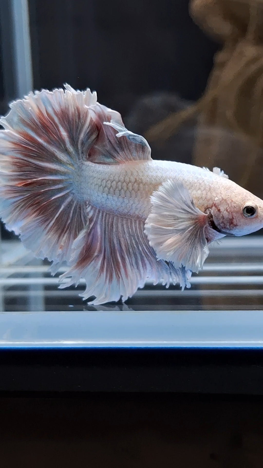 Halfmoon King Feathertail Dumbo Ear Dragon Rose Gold Aurora Rare Betta Fish Male