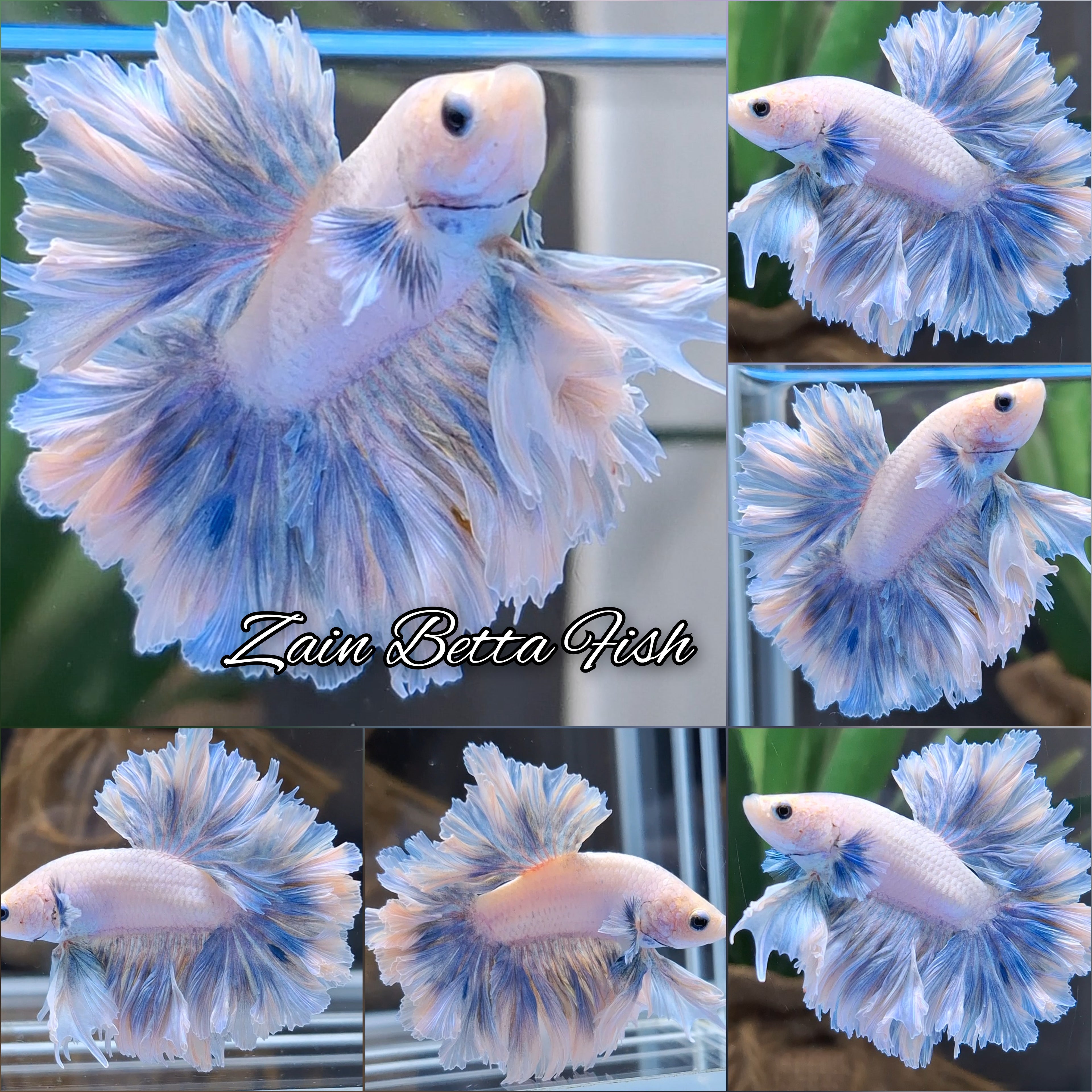 King Feathertail Pastel Skyblue Color Rare Betta Fish Male