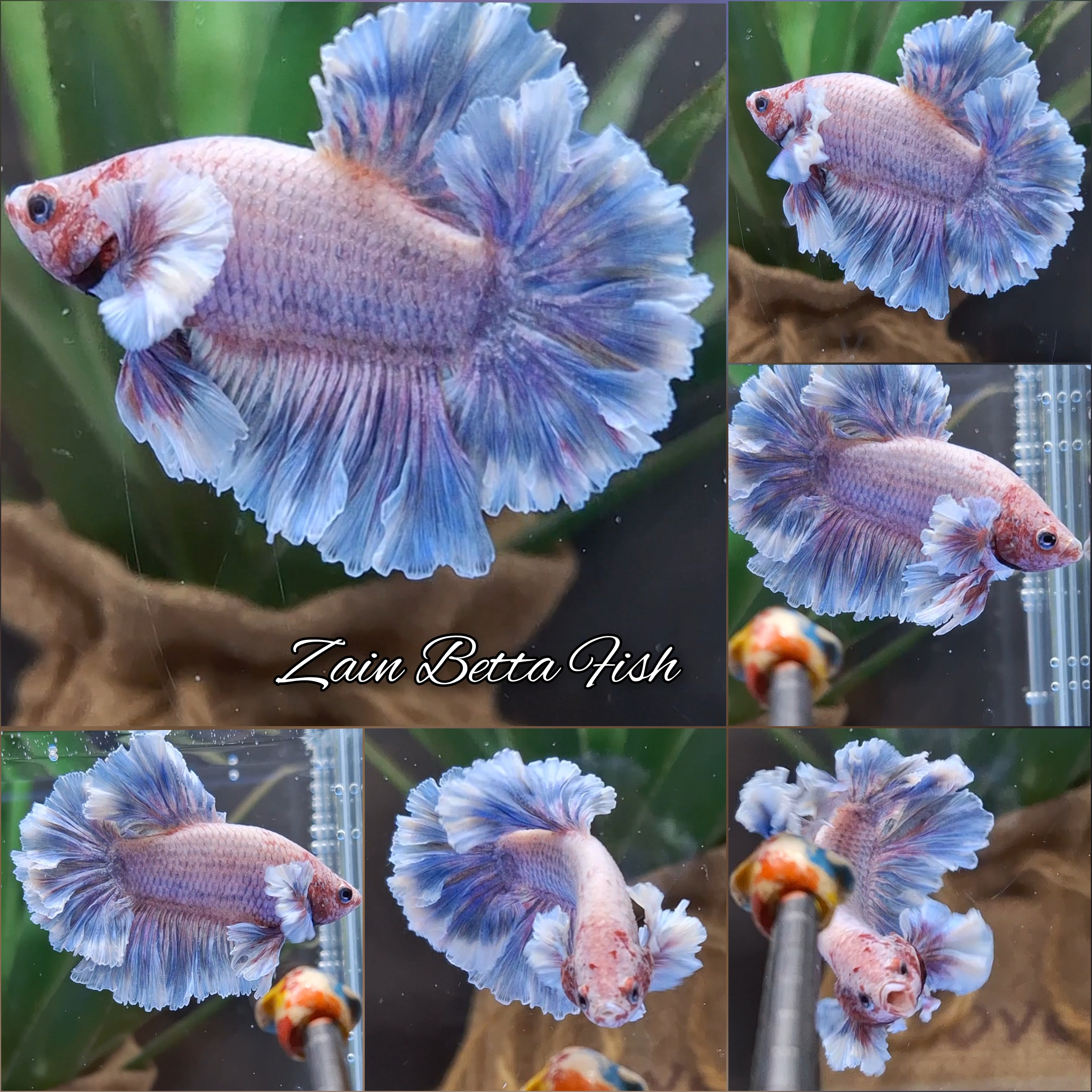 Junior King Feathertail Dumbo Ear Grizzle Purple Wash Betta Fish Male